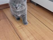Katzenbabys, Kitten - Düren