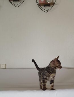 Süßer Bengal kitten - Limbach-Oberfrohna