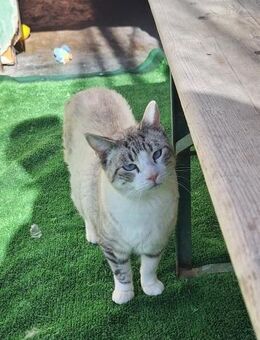 Hübscher Kater Manolo - Karlsruhe