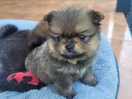 Zwergspitz /Pomeranian Welpen suchen ein neues Zuhause - Neuss