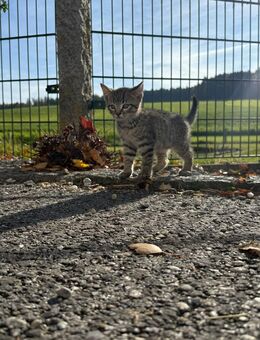 Katzenbaby, 12 Wochen - Kumhausen