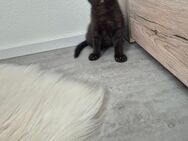 Katzenbabys männlich / weiblich - Schönbrunn