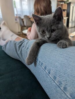 2 Reinrassige BKH Kitten - Gummersbach Zentrum