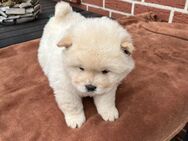 Chow Chow mix Welpen - Ankum