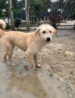 TINA IST EIN TOLLER JUNGHUND - Mönchengladbach