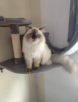 BLH Katze 8 Monate sucht ein neues Zuhause - Gevelsberg