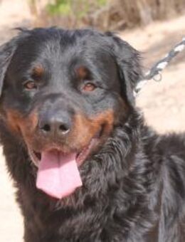 Bear ist ein lieber, hübscher Kerl - Bedburg