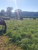 Renterplatz Ruhestandspferde Offenstall Pferdepension Stall Frei in 88454