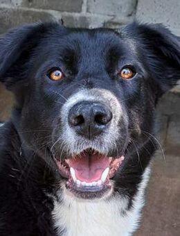 Samira - strahlende Augen - Obertshausen