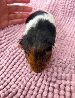 Meerschweinchen - Messel