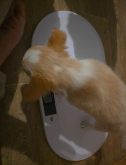 Unser kleiner rüde sucht noch ein zuhause - Lelkendorf