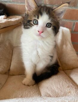 Norwegische Waldkatzen Kitten - Elmshorn