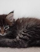 Grosse Maine Coon Kitten Bub in 91572