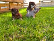 Chihuahua Welpen Rüden reinrassig Schoko und Lilac Tricolor suchen liebevolles Zuhause - Lanitz-Hassel-Tal