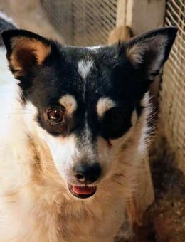 Iris wünscht sich ein Forever Home! - Oberhausen