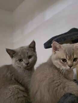 BKH Katerchen in creme-grauen und in blue/lilac - Fürth