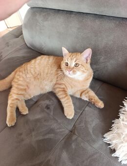 Rote Katze - Minden Leteln