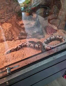 Königspython mit großem Terrarium - Altenberge