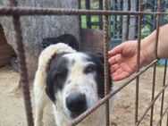 Lilly sucht ihren ruhigen Hafen - Löwenberger Land