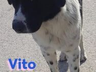 Vito, 08/23 - sanfter Riese sucht Zuhaus - Heppenheim (Bergstraße)