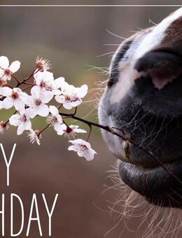 Gutschein 200€ Wert - Neuburg (Donau)