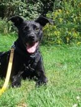 Nova sucht ihr zu Huase für immer - Rambin