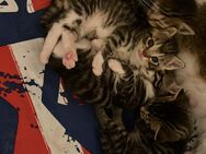 Hauskatzen kitten suchen neues zuhause - Falkensee