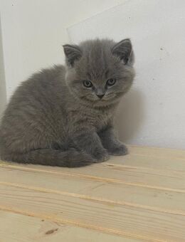 Zuckersüße BKH Kitten reinrassig** ein Baby sucht noch eine liebevolle Familie - Pinneberg