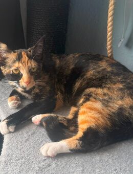 Schweren Herzens zwei Katzenmädchen ab zugegeben - Obere Warnow