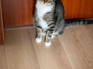 Kater Thor (1) sucht ein neues Zuhause - Essen