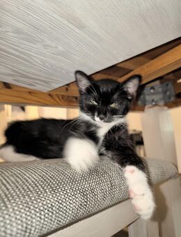 Süßes Kitten Mädchen abzugeben , 12 Wochen alt - Übach-Palenberg