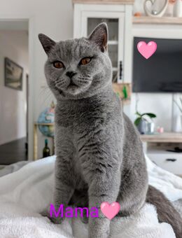 BKH Kater sofort Abgabe bereit - Wallersdorf