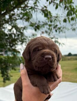 Labrador Welpen - Gardelegen (Hansestadt) Miesterhorst
