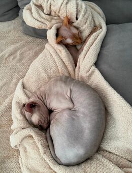 Sphynx suchen ein neues, liebevolles Zuhause - Berlin Neukölln