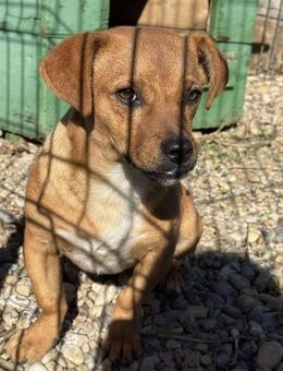 Caramelo 6 mon. 29 cm - Finning