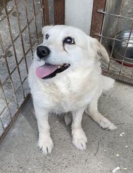 BARKA - ALLEIN ZURÜCK GELASSEN - Nörten-Hardenberg