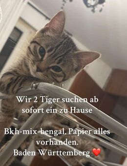 Süße bkh Kater - Ostfildern