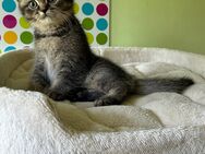 Reinrassige BKH Kitten: Nur 1 Kater übrig ! - Würzburg