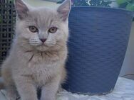 BKH Kitten in Farbe lilac - Dortmund Hombruch
