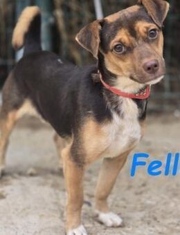 Feliz kl.aufgeschlossener Bub 10/24 ESP - Ruppertsecken