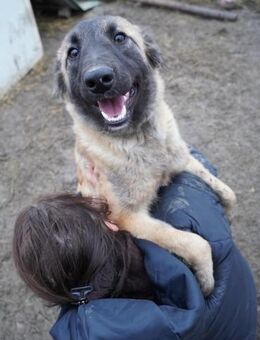 Mattie klug und voller Lebensfreude - Gerlingen