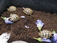 Griech. Landschildkröten Testudo hermanni aus NZ 2023 abzugeben - Alteglofsheim