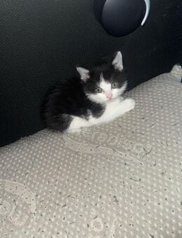 Süsse katzen babbys - Balingen