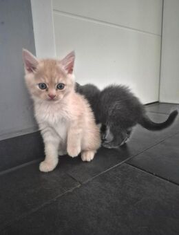 Bkh Kitten - Waldbröl