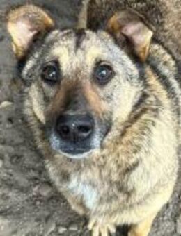 Viccy, die Aufgeschlossene 🐾 - Elsdorf (Nordrhein-Westfalen)