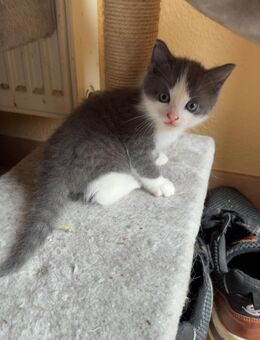 2 Katzen Babys zu verkaufen - Büdelsdorf Zentrum