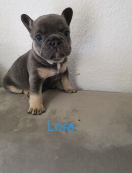 Französische Bulldogge Welpen geboren 09.07.25 - Bergneustadt