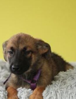 Emma unser kleiner Sonnenschein.... - Hagen (Stadt der FernUniversität)