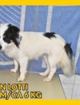 Süße Lotti sucht ein Zuhause - Margetshöchheim