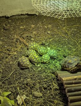 Spornschildkröte - Centochelys Sulcata - Günzburg